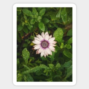 autumn aster Sticker